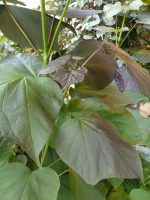 Catalpa erubescens Purpurea