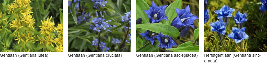 Gentiaan kopen