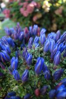 Gentiana acaulis