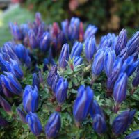 Gentiana acaulis