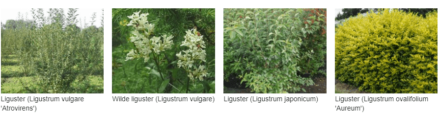 Liguster kopen