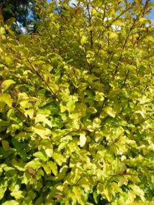 Ligustrum Lemon & Lime