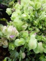 Origanum rotundifolium Kent Beauty