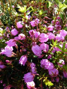 Phylliopsis hillieri Sprite