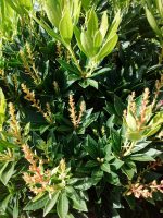 Pieris japonica Prelude