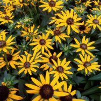 Rudbeckia Little Goldstar