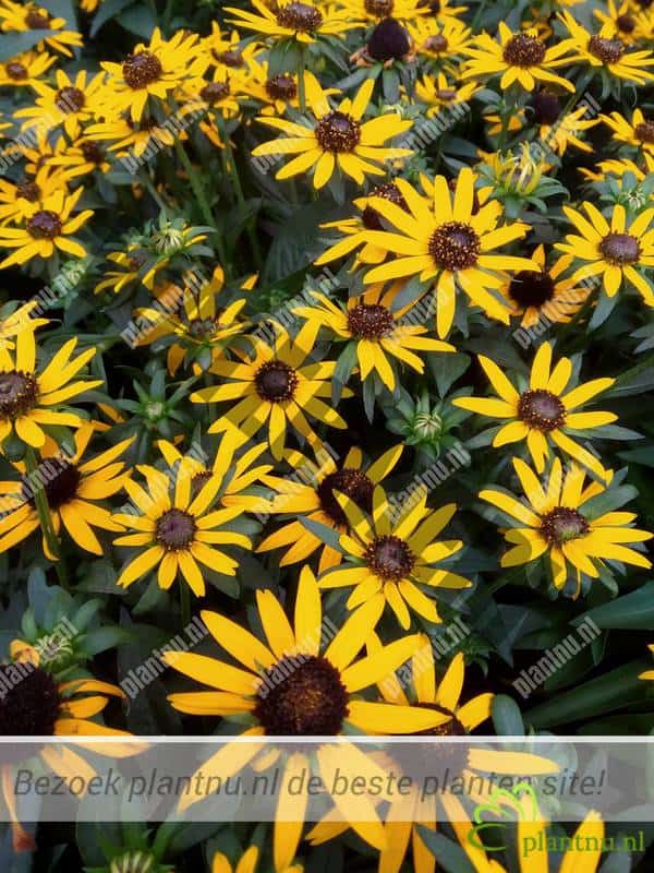 Rudbeckia Little Goldstar