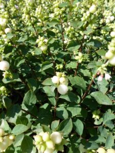 Symphoricarpus doorenbosii White Hedge