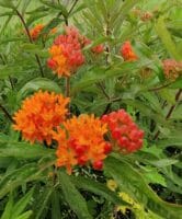 Asclepias tuberosa