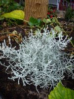 Calocephalus brownii