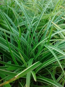 Carex morrowii Ice Dance