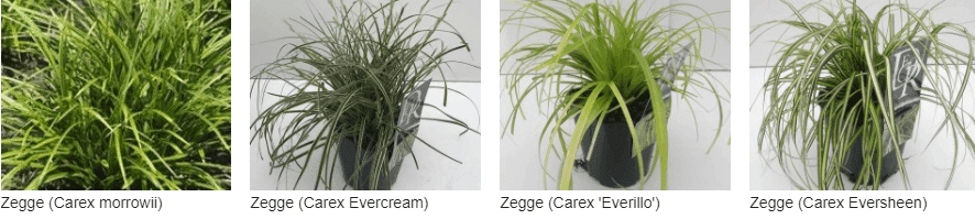 Carex kopen