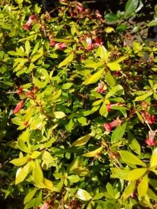 Escallonia Golden Carpet