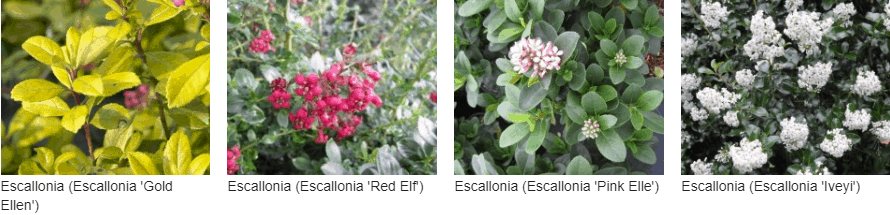 Escallonia kopen