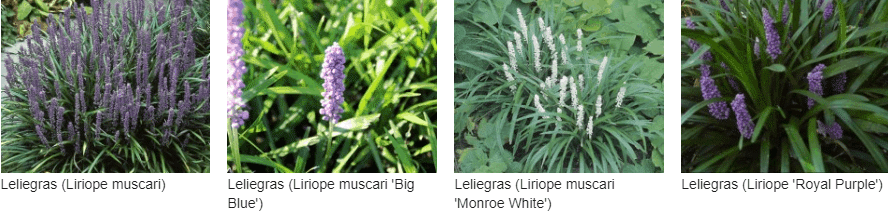 Liriope muscari Monroe White kopen