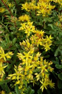 Sedum floriferum Weihenstepaner gold