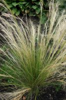Stipa tenuissima