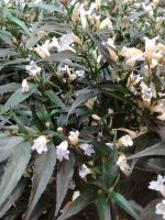 Strobilanthes Anisophyllus Brunetthy