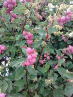 Symphoricarpos doorenbosii Magic Berry