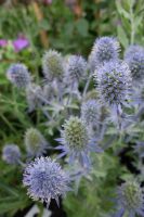 Eryngium Tiny Jackpot