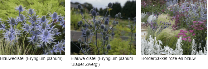 Eryngium kopen