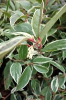 Leucothoe fontanesiana Whitewater