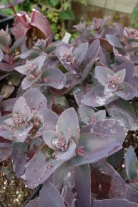Sedum Karfunkelstein
