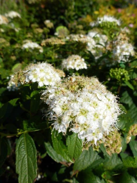 Spiraea Japonica Albiflora Spierstruik Alles Over De Snoei En Verzorging