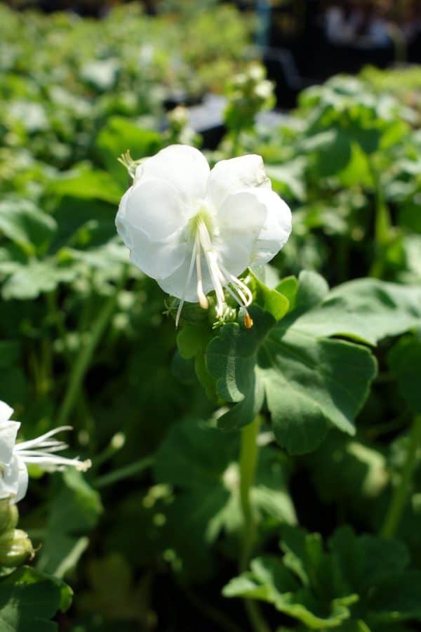 Geranium macrorrhizum White Ness