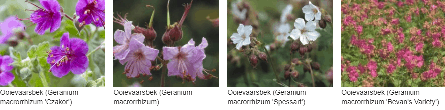 Geranium macrorrhizum kopen