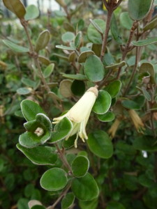 Correa backhouseana