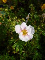Potentilla fruticosa Pink Queen