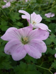 Geranium Dreamland