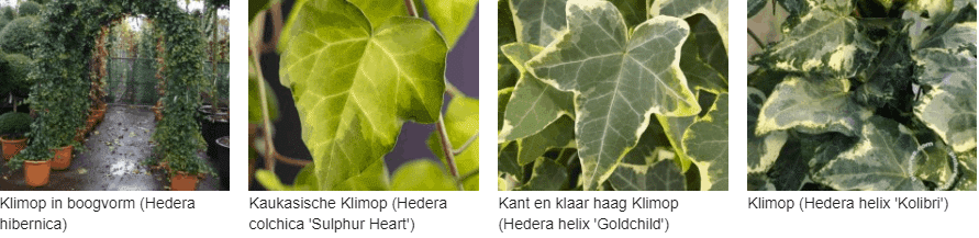 Kaukasische klimop kopen