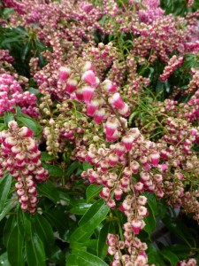 Pieris japonica Valley Rose
