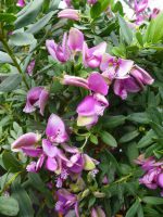 Polygala myrtifolia Vleugeltjesbloem
