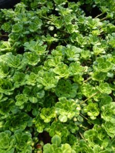 Saxifraga urbium Variegata