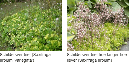 Schildersverdriet kopen