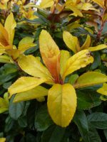 Escallonia Gold Ellen