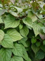 Valse Klimhortensia