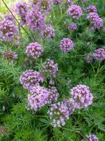 Perzische Kruisjesplant