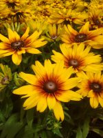 Rudbeckia Summerina Rudbeckia Summerina