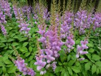 Astilbe chinensis Pumila