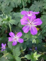 Geranium Lakwijk Star