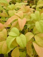 Nandina domestica Fire Power Hemelse bamboe