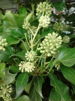 Hedera helix Simone