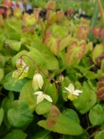 Elfenbloem