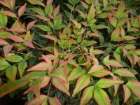 Nandina Gulfstream Hemelse Bamboe