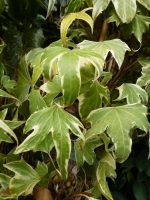 Hedera helix Yellow Ripple