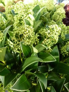 Skimmia japonica Magic Marlot